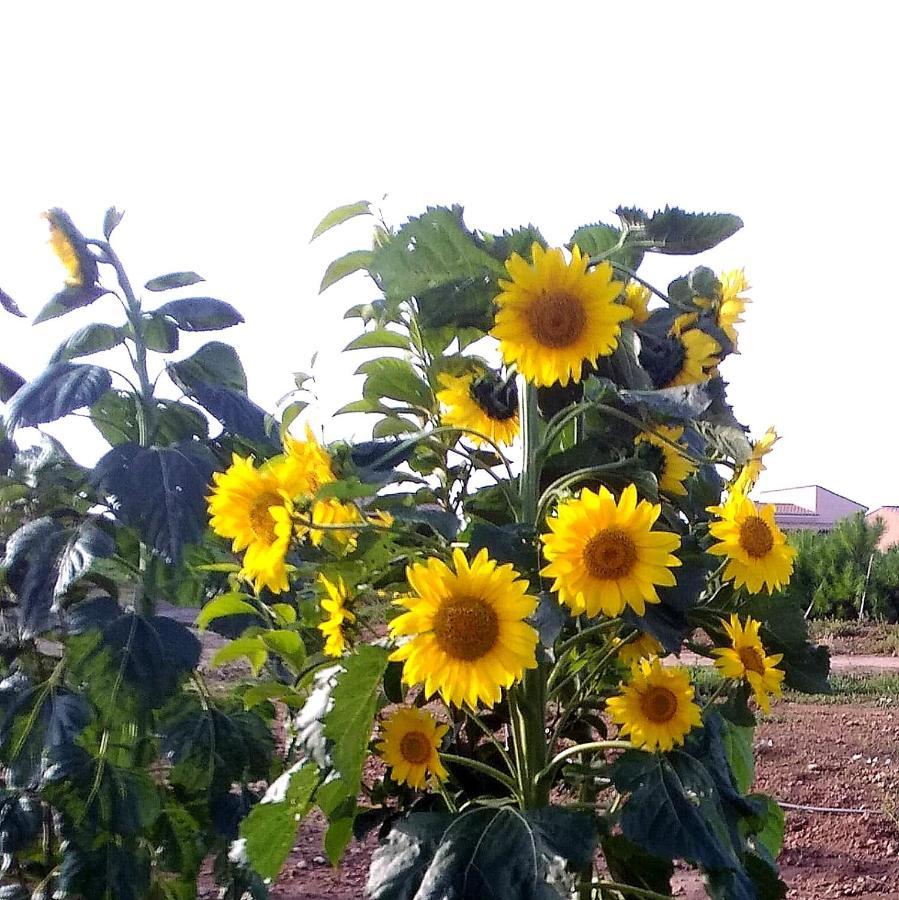 Agriturismo S'Incant'E Sinis San Salvatore  Zewnętrze zdjęcie